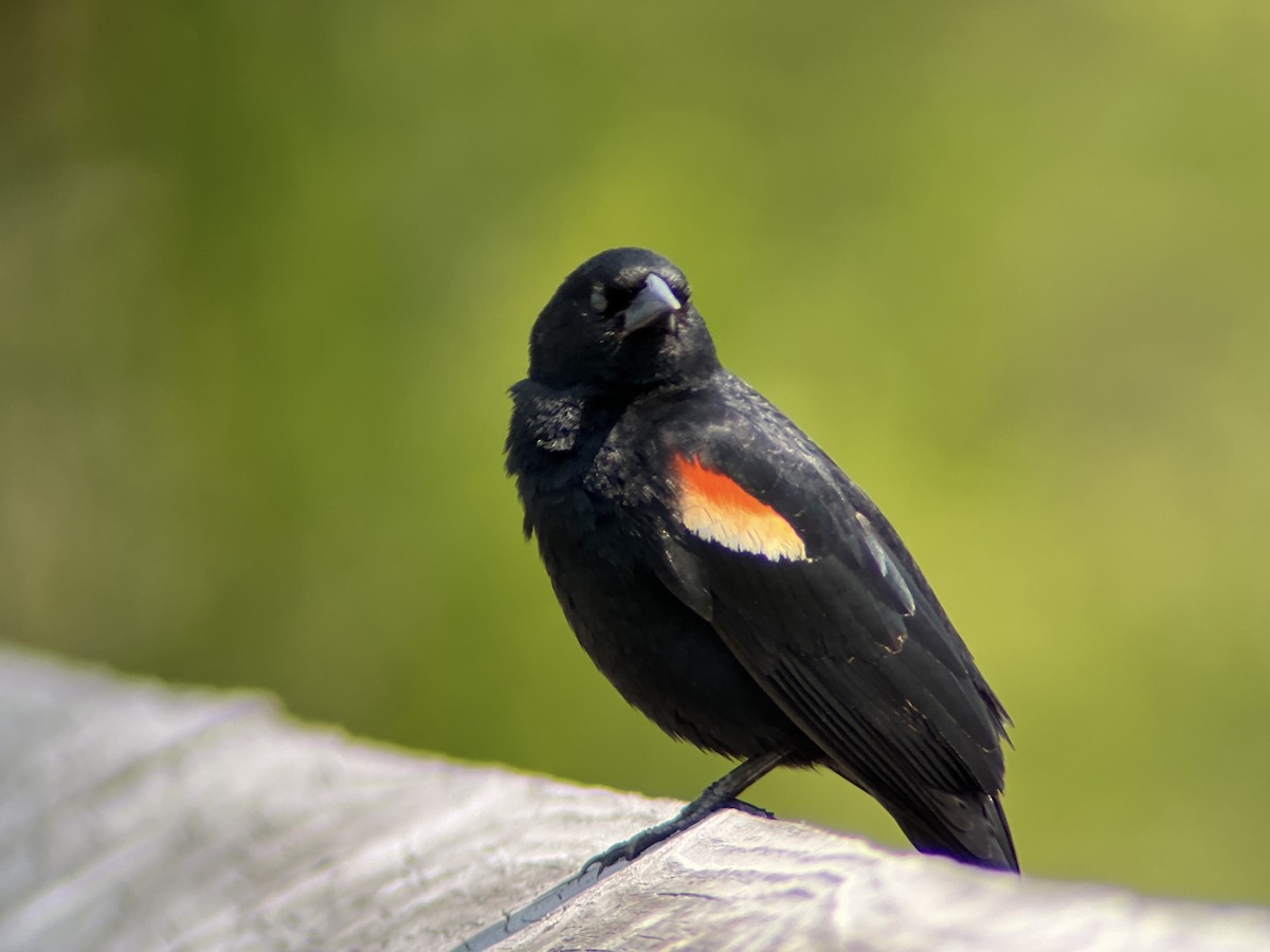 Red-winged Blackbird - ML618830844