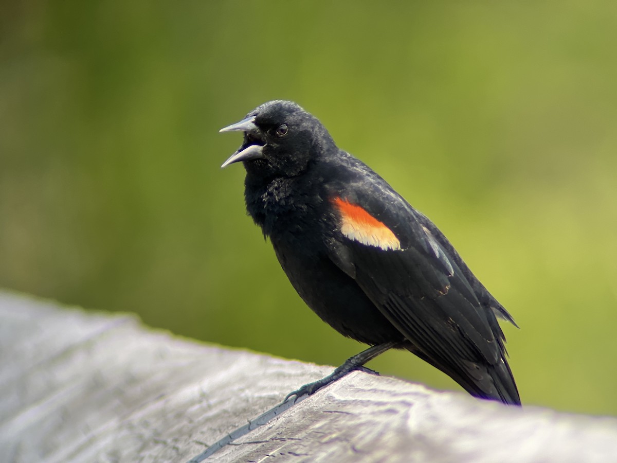Red-winged Blackbird - ML618830845