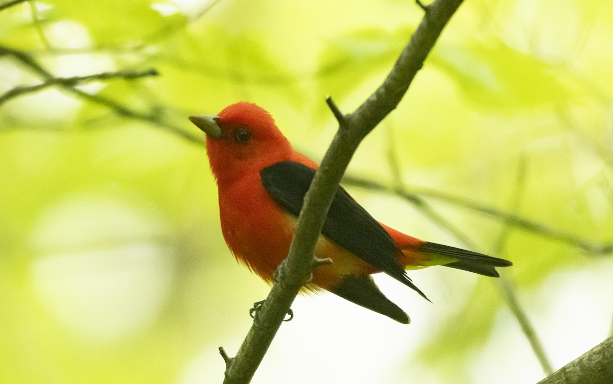 Scarlet Tanager - ML618830847