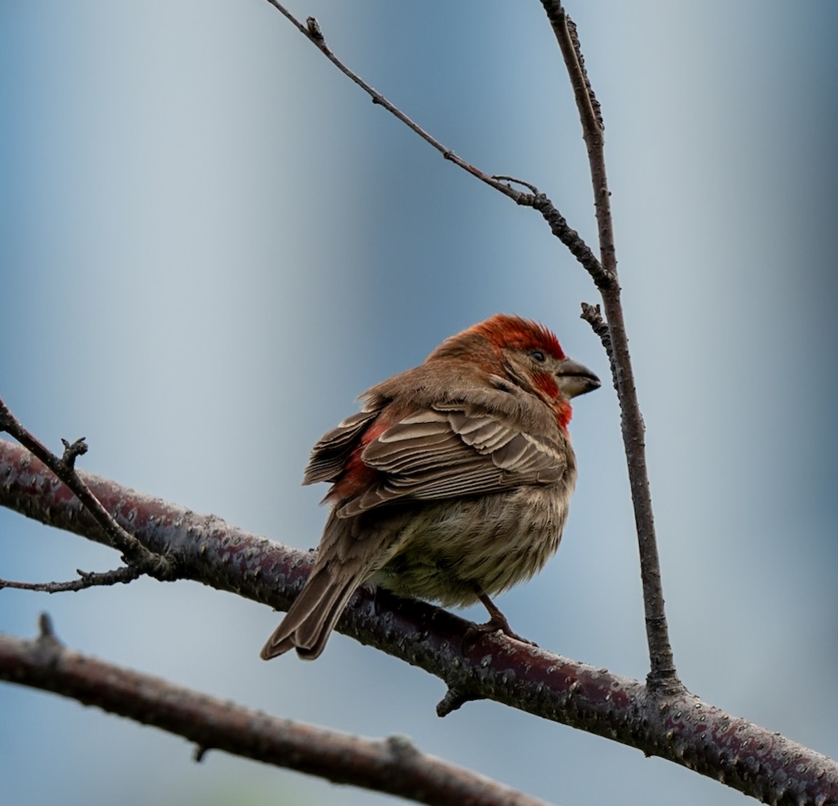 House Finch - Marcus Müller