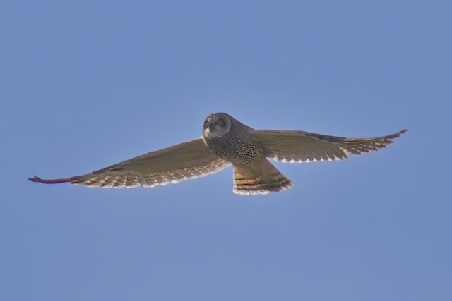 Short-eared Owl (Northern) - ML618830883