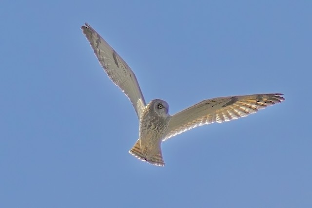 Short-eared Owl (Northern) - ML618830886