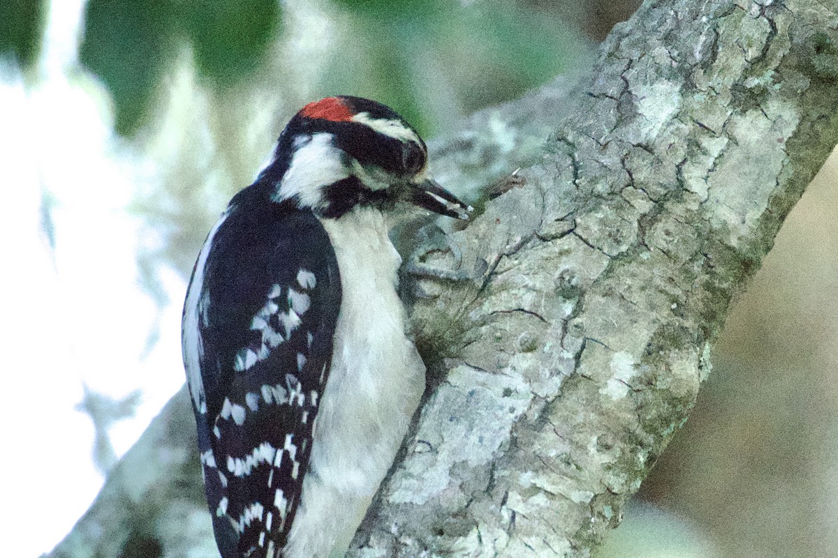 Downy Woodpecker - ML618830917