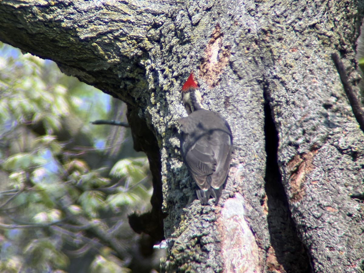 Pileated Woodpecker - ML618830935