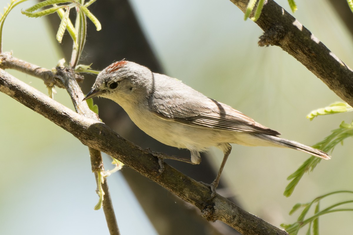Lucy's Warbler - ML618830950