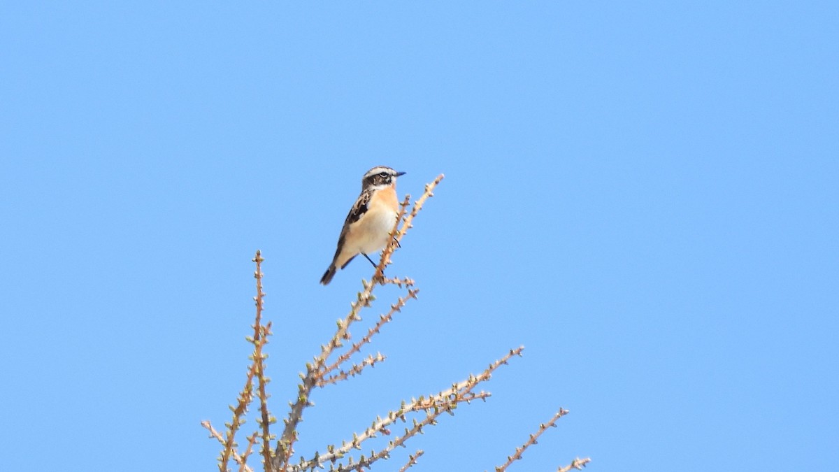 Whinchat - ML618830952