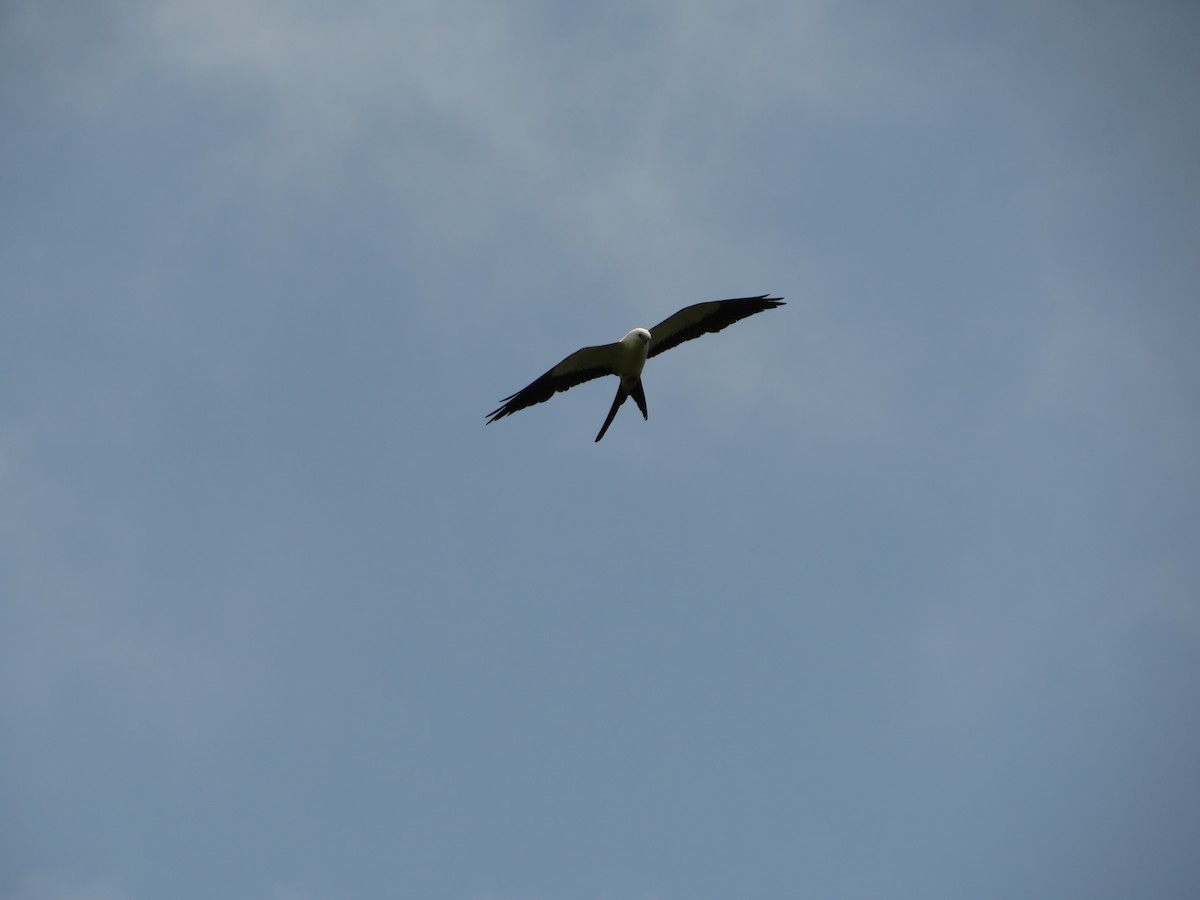 Swallow-tailed Kite - ML618830956
