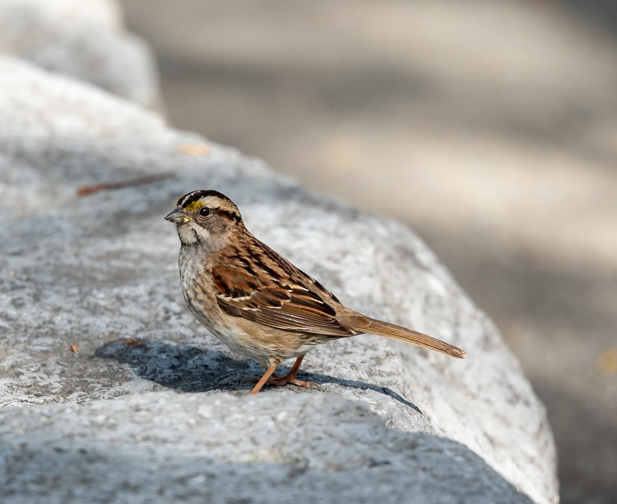 White-throated Sparrow - Marcus Müller