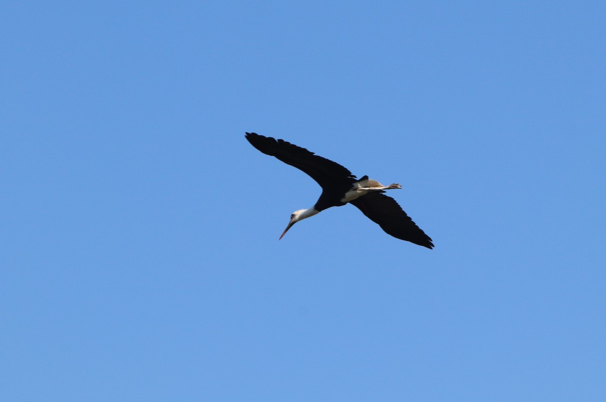 African Woolly-necked Stork - ML618830989