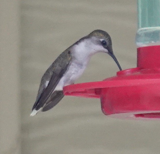 Ruby-throated Hummingbird - ML618830994