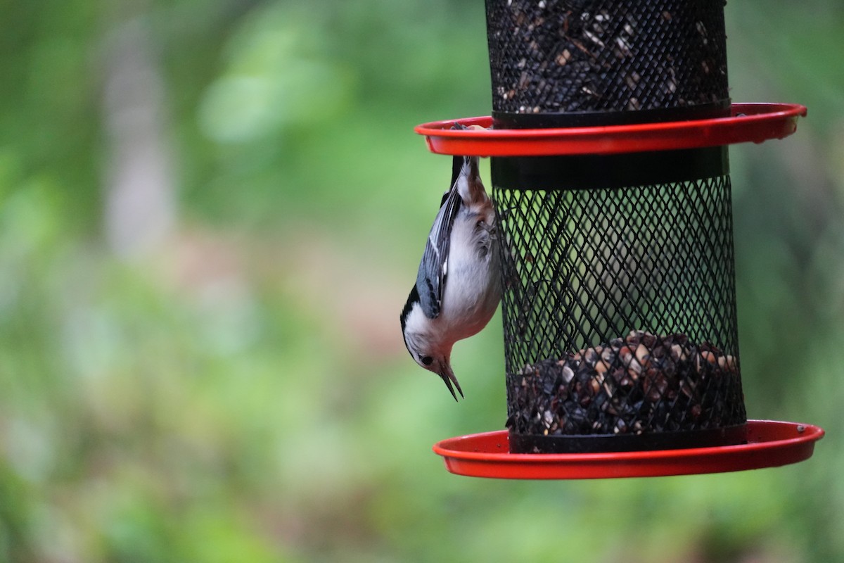White-breasted Nuthatch - Jay Jarvis