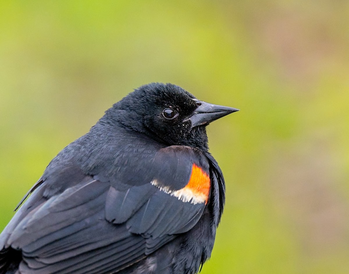 Red-winged Blackbird - Marcus Müller