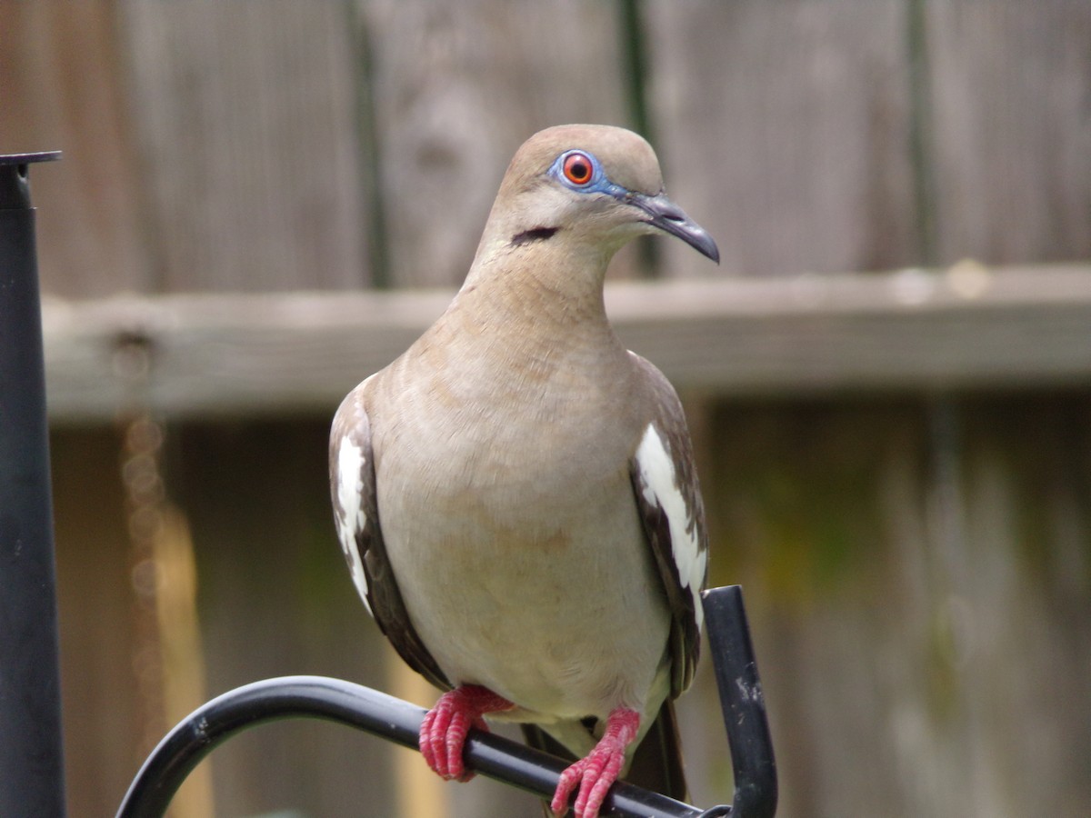 White-winged Dove - ML618831012