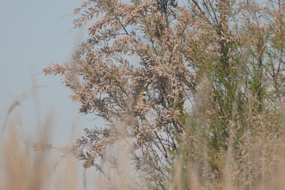 Great Reed Warbler - ML618831017
