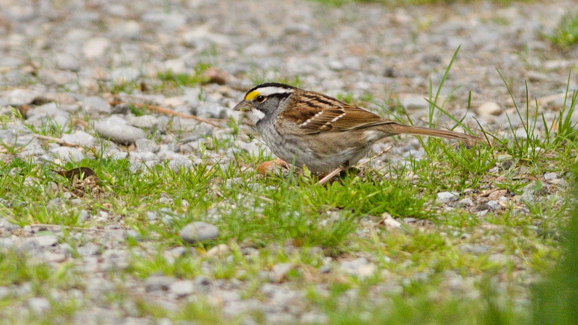 White-throated Sparrow - Galya Dokshina