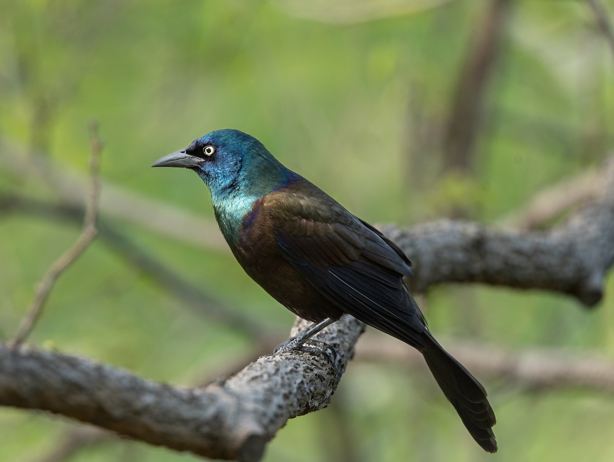 Common Grackle - Marcus Müller