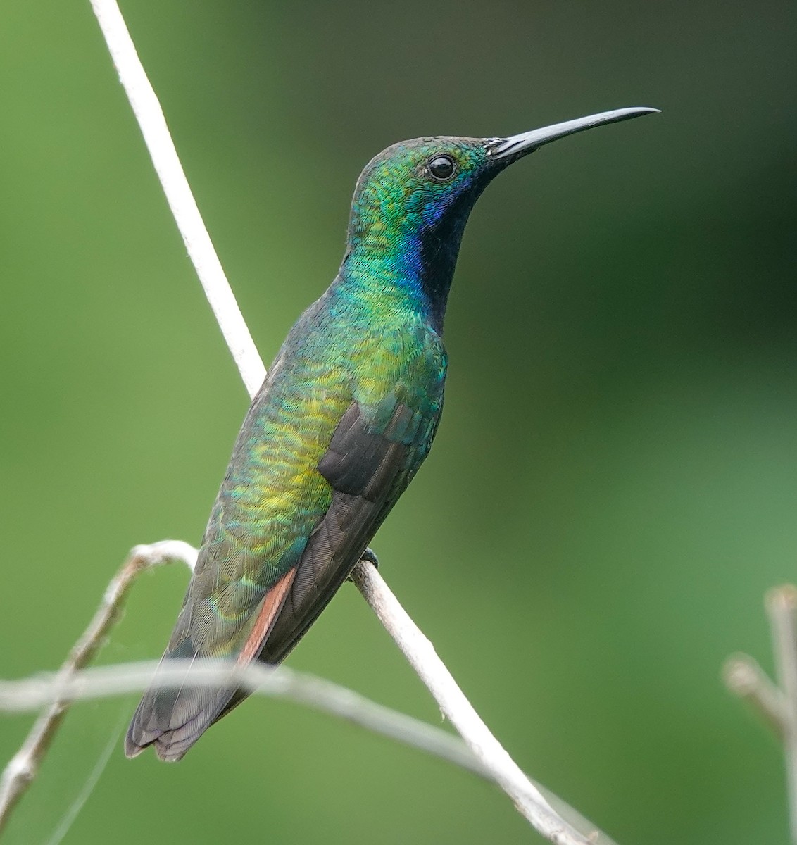 kolibřík tropický - ML618831035