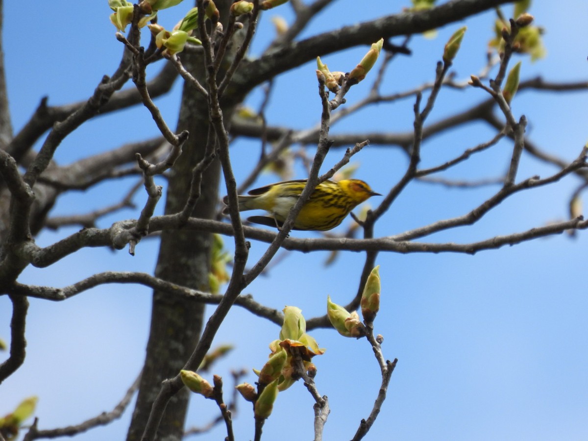 Cape May Warbler - ML618831044