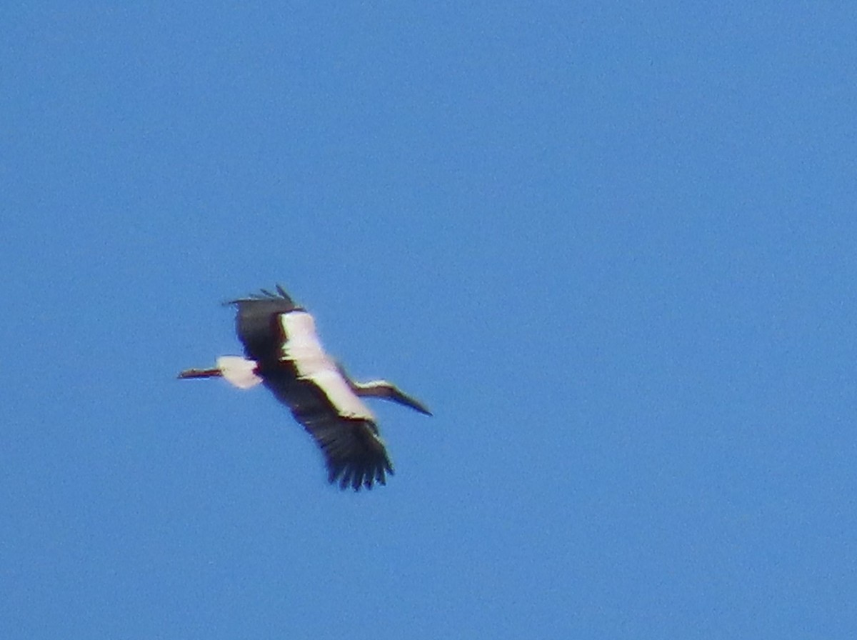 White Stork - ML618831076