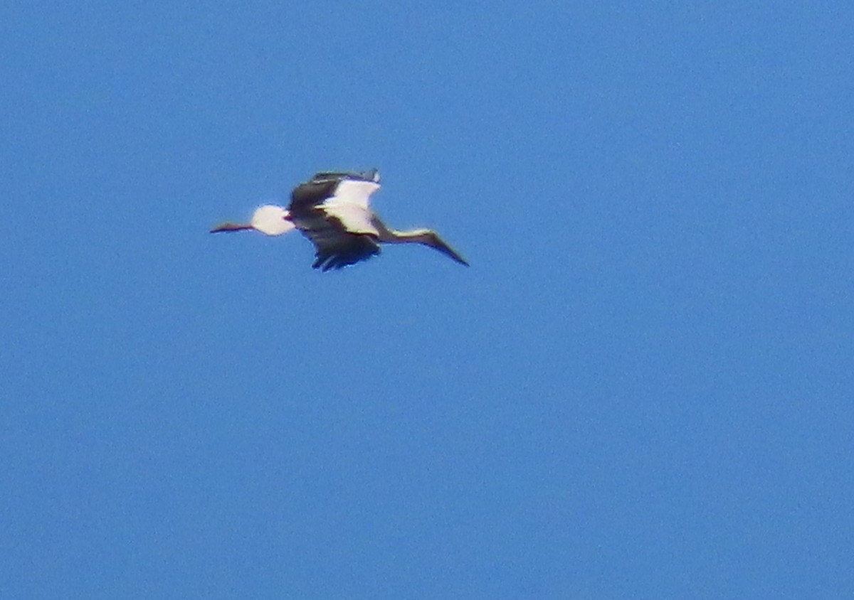 White Stork - ML618831078
