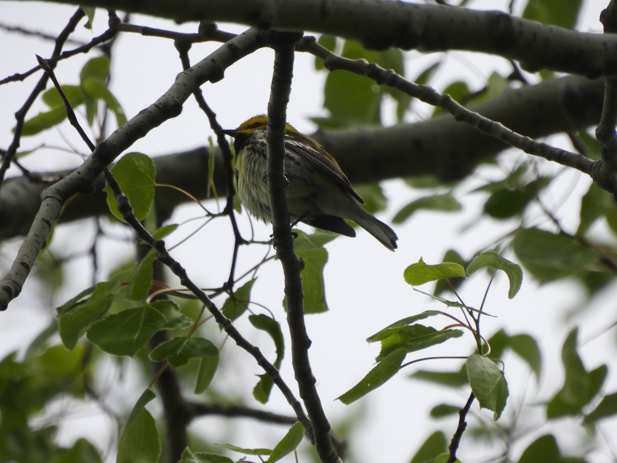 Black-throated Green Warbler - ML618831084