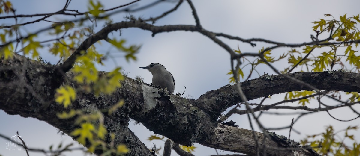White-breasted Nuthatch (Eastern) - ML618831120