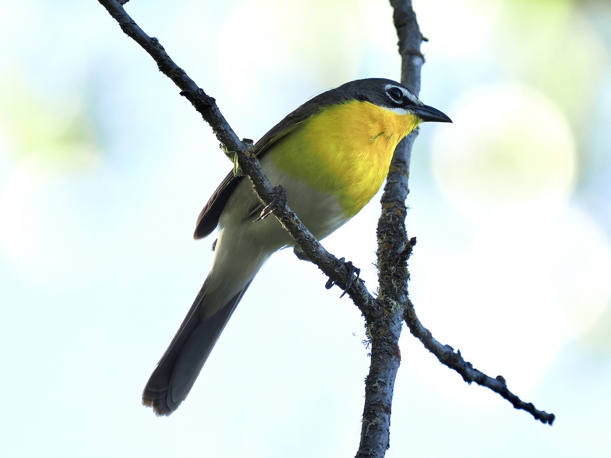 Yellow-breasted Chat - ML618831128