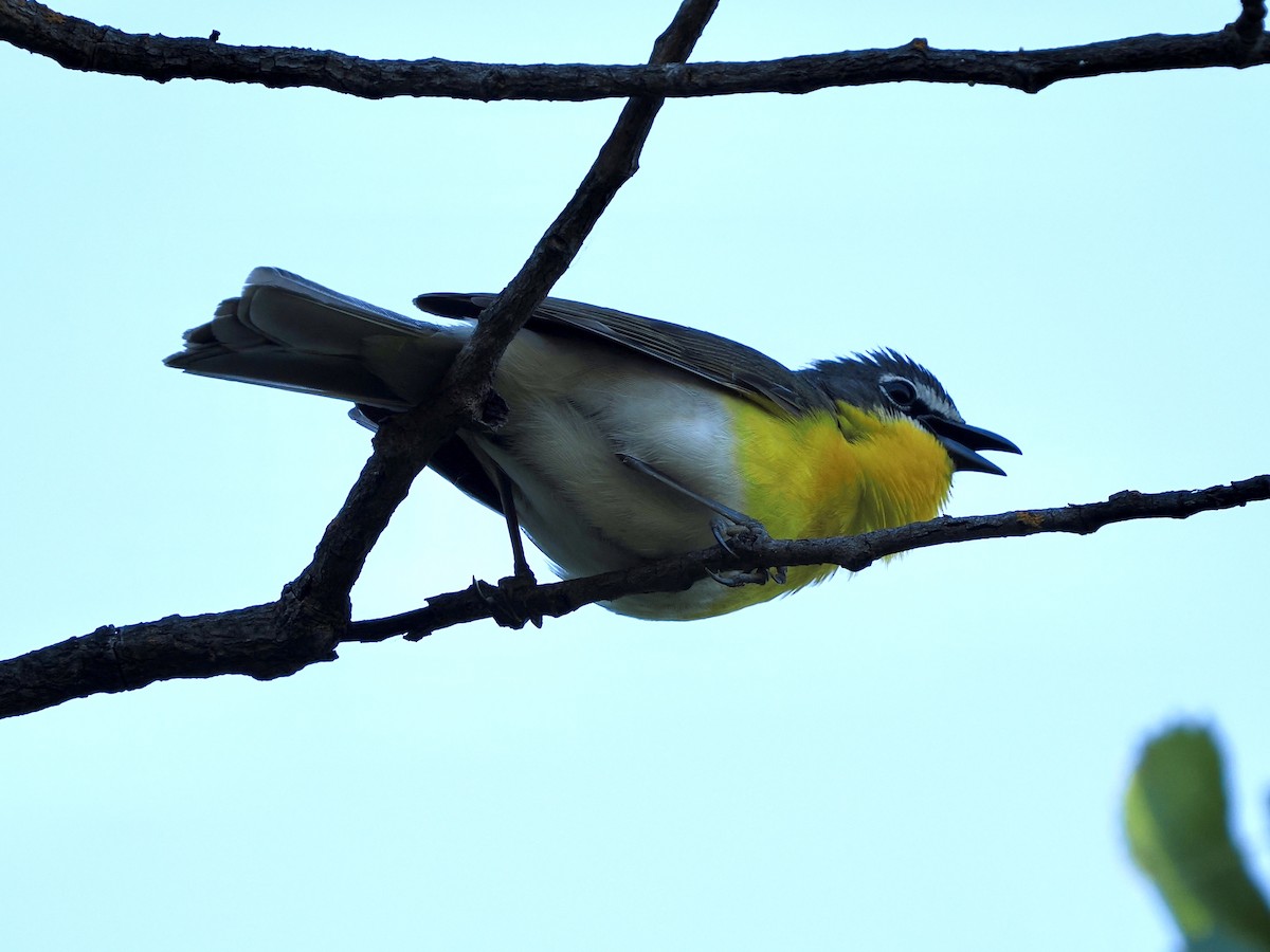 Yellow-breasted Chat - ML618831131