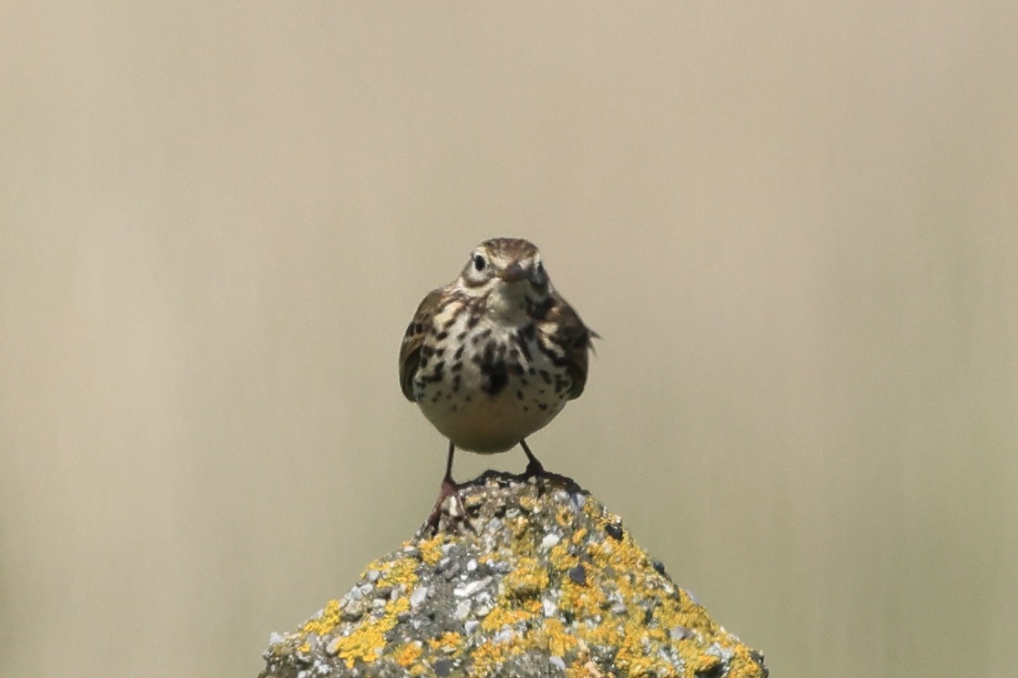 Meadow Pipit - ML618831147