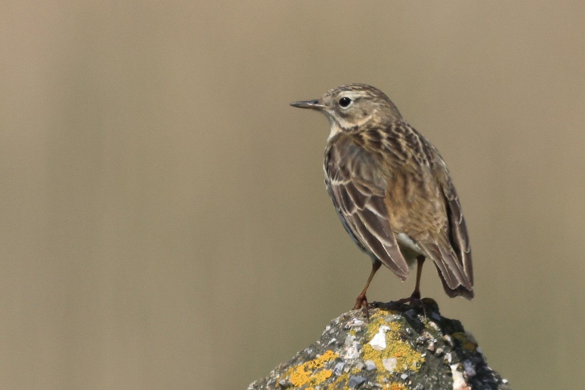 Meadow Pipit - ML618831148