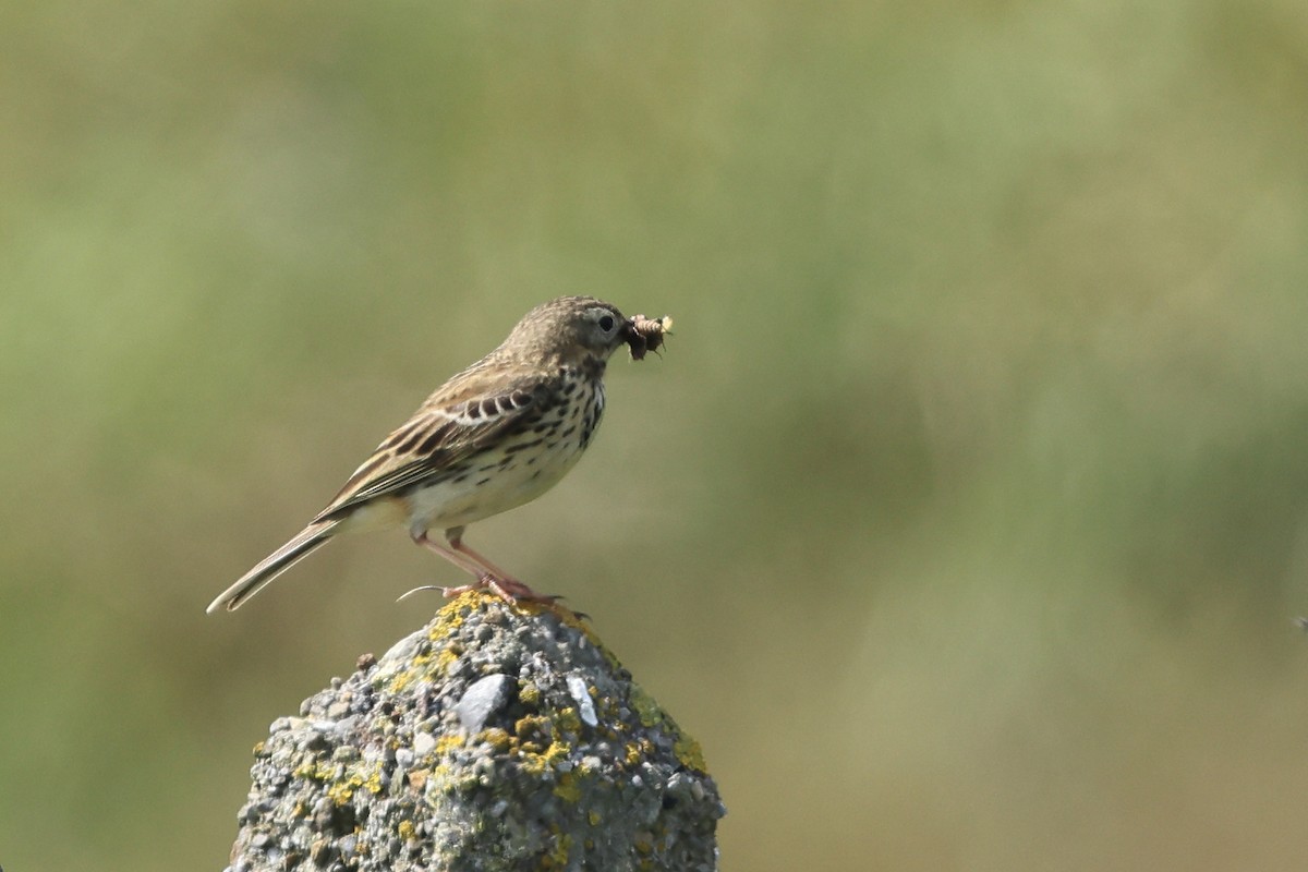 Meadow Pipit - ML618831149