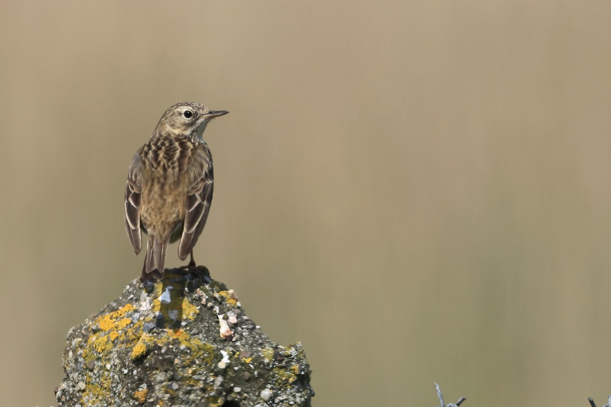 Meadow Pipit - ML618831151