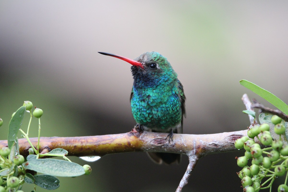 Broad-billed Hummingbird - Alexander Linton
