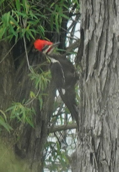 Pileated Woodpecker - ML618831191