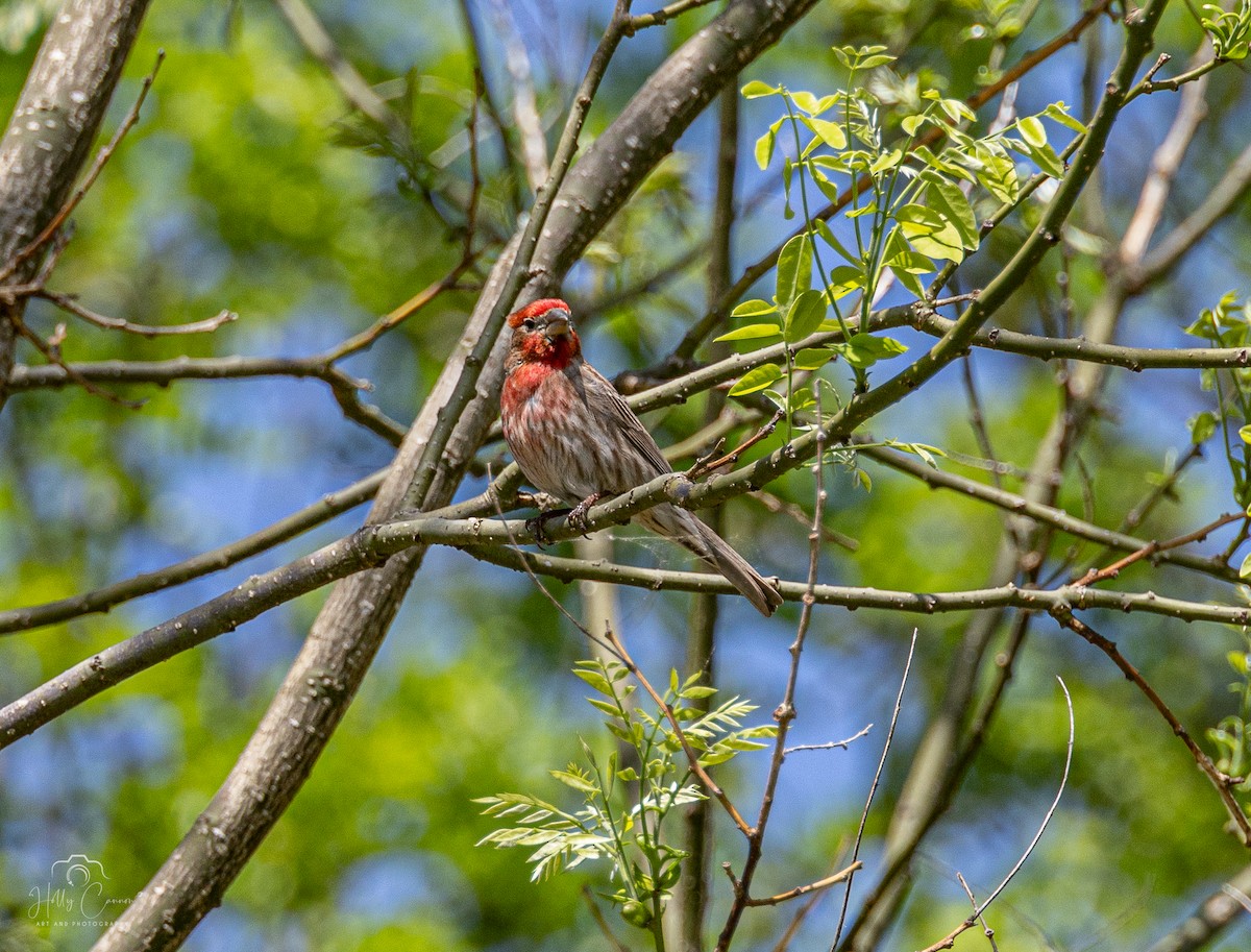 House Finch - Holly Cannon