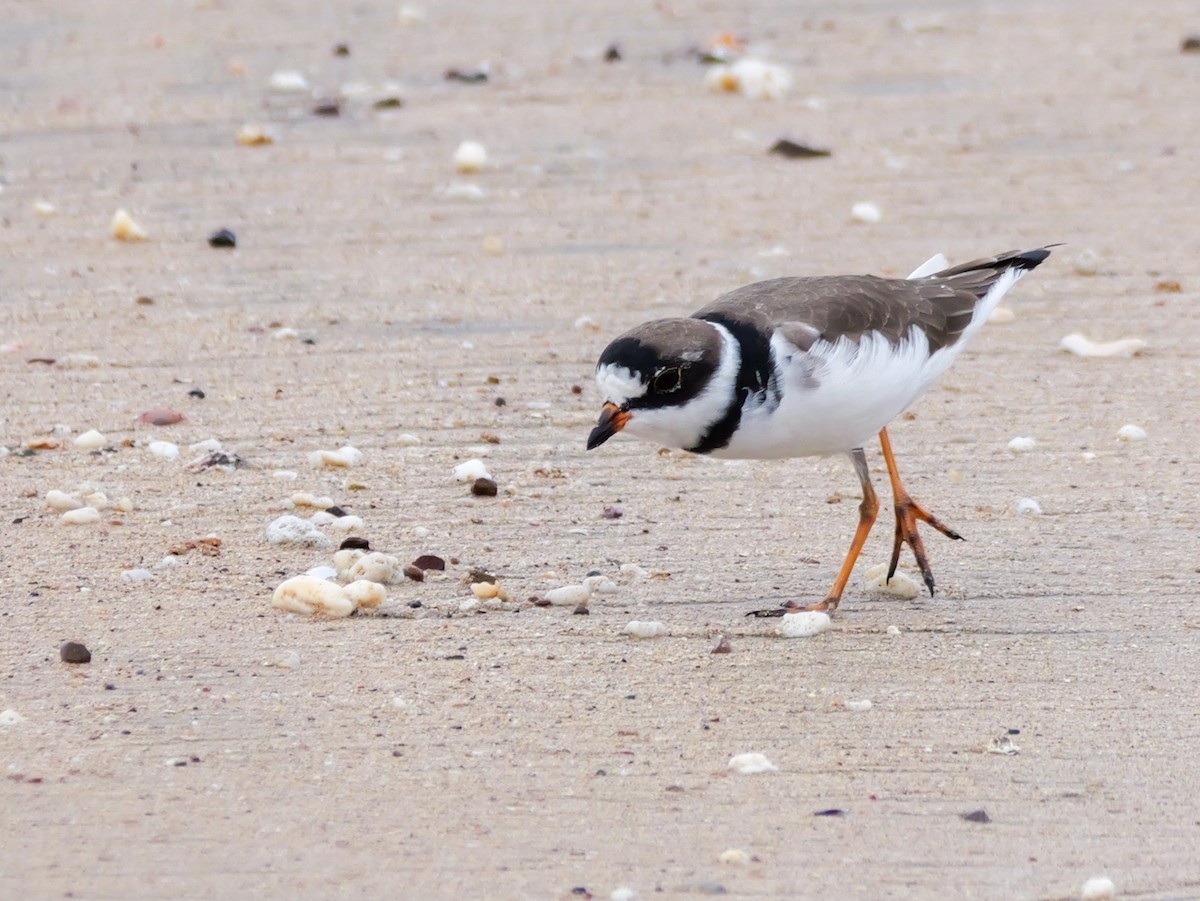 Semipalmated Plover - ML618831227