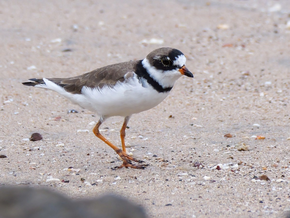 Semipalmated Plover - ML618831240