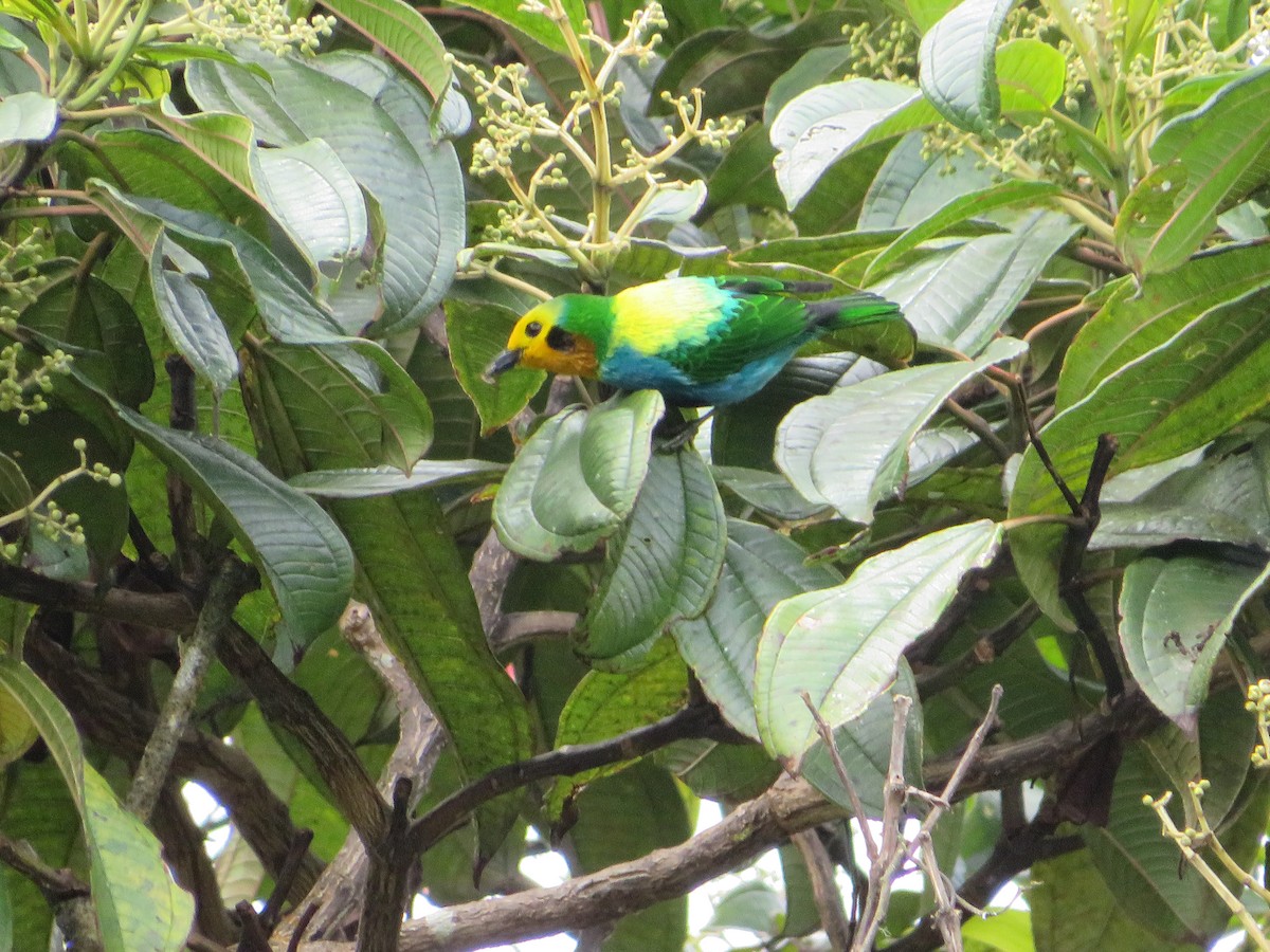 Multicolored Tanager - ML618831249