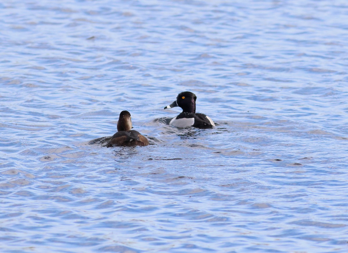 Ring-necked Duck - James P. Smith