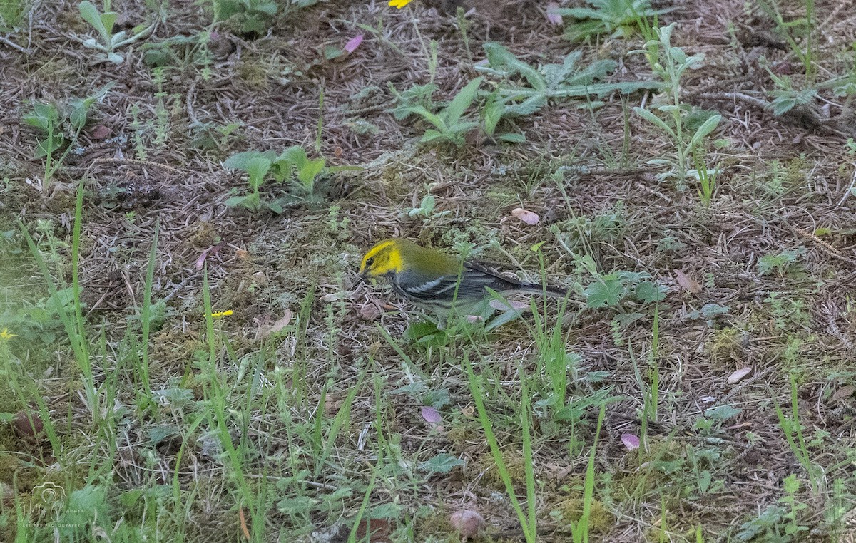 Black-throated Green Warbler - Holly Cannon