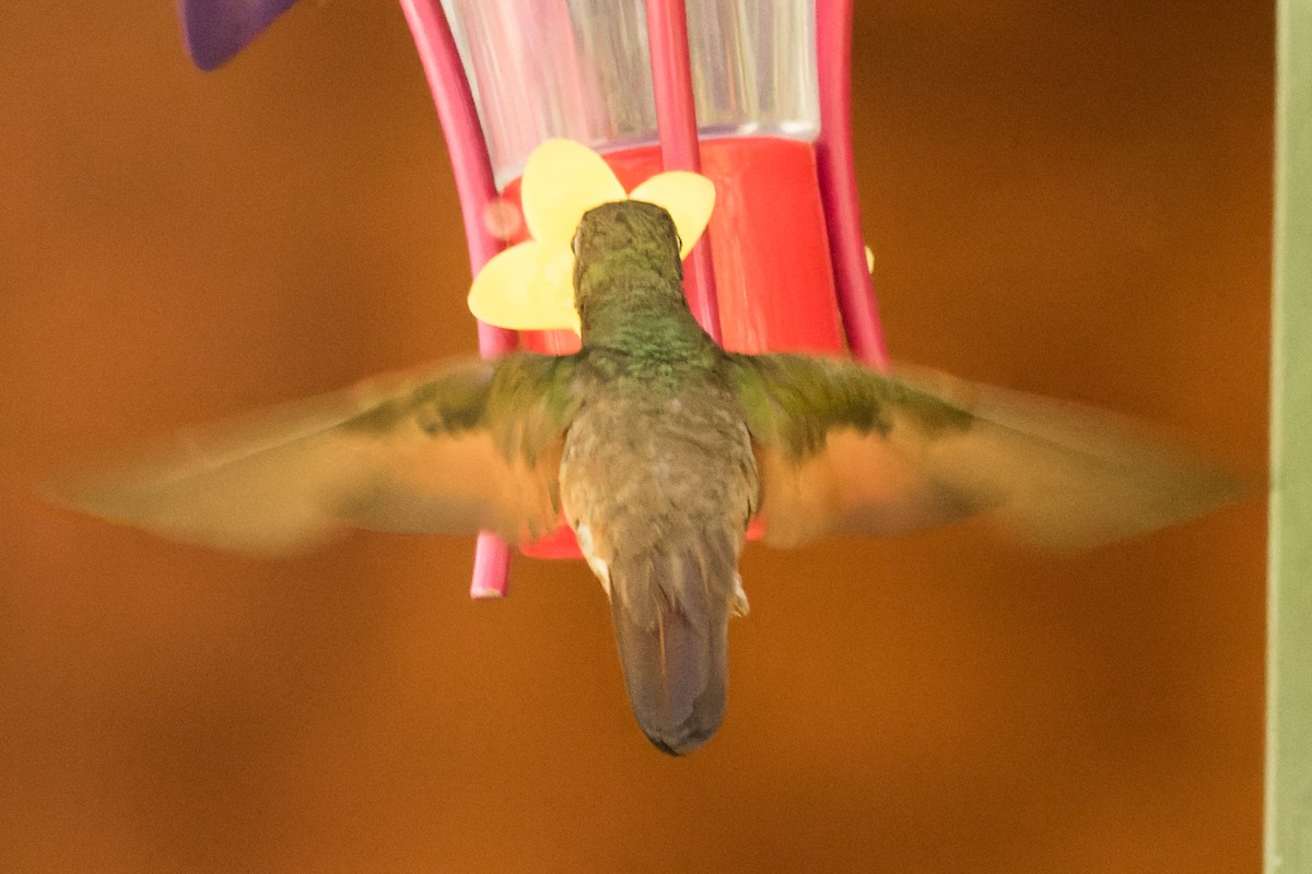 Berylline Hummingbird - ML618831310