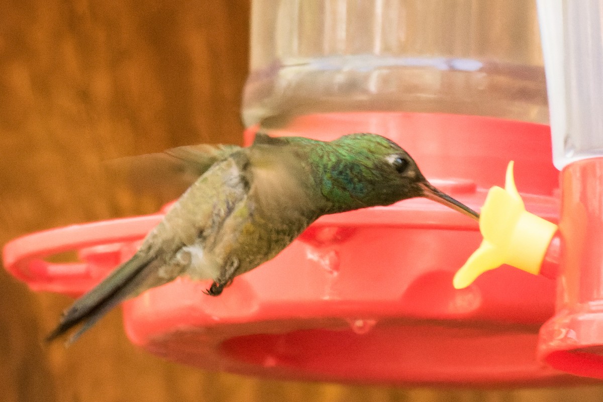 Berylline Hummingbird - Lori Buhlman