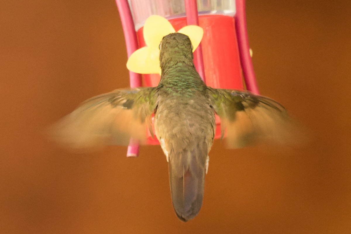 Berylline Hummingbird - ML618831312