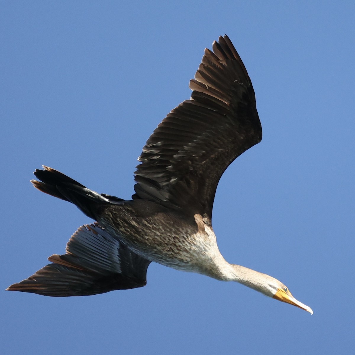 Double-crested Cormorant - Michael Burkhart