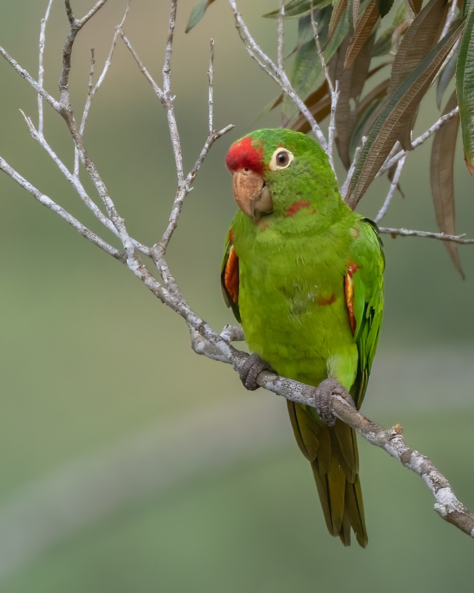 Crimson-fronted Parakeet - Tracy Kaminer