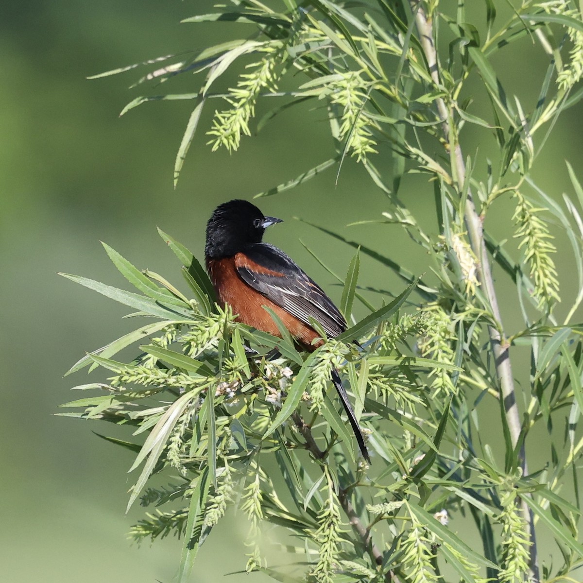 Orchard Oriole - ML618831357