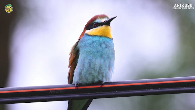 European Bee-eater - ML618831413