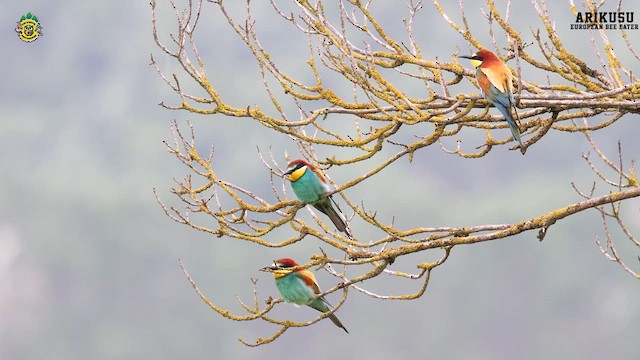 European Bee-eater - ML618831414