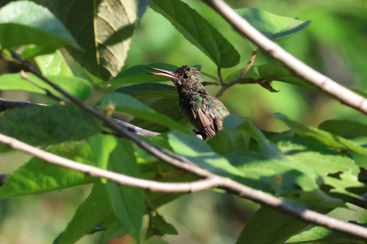Rufous-tailed Hummingbird - Andy Bridges