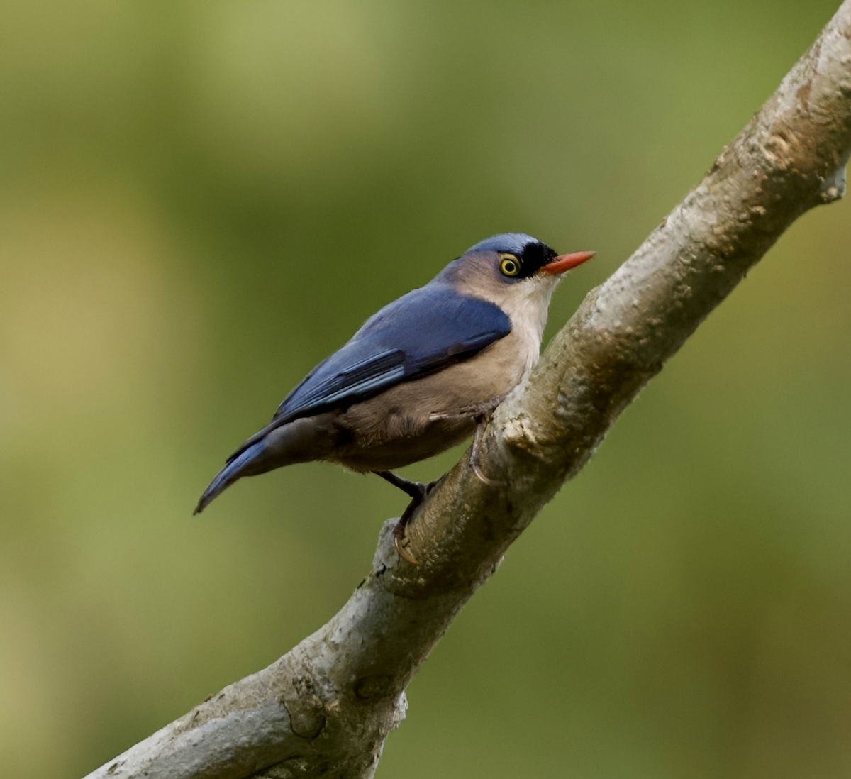 Velvet-fronted Nuthatch - ML618831420